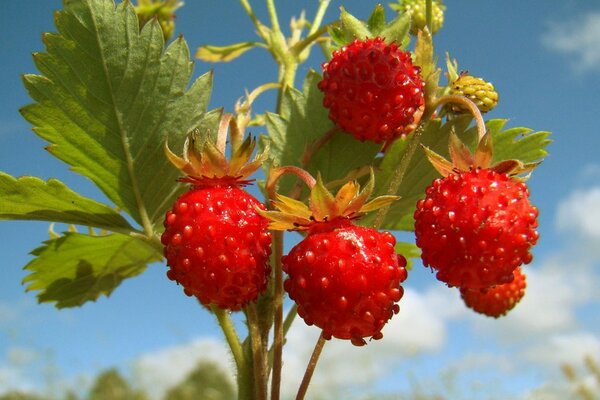 Reife leuchtend rote Erdbeeren