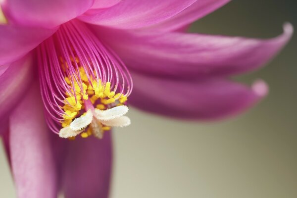 Hermosa flor rosa con centro amarillo