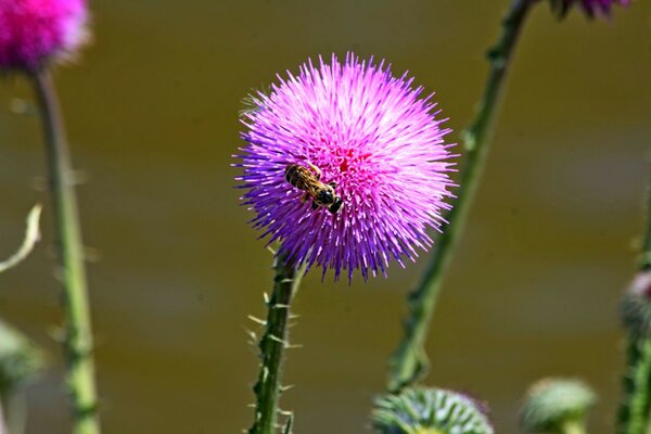 Fiore estivo viola con ape