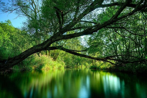 Ein Baum, der im Sommer über dem Teich wächst