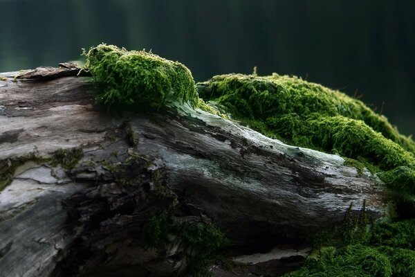 Outdoor moss texture