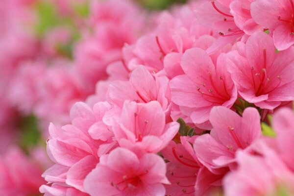 Young delicate pink flowers