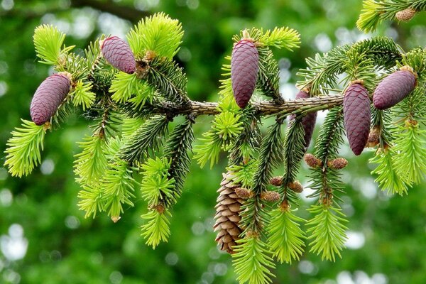 एक युवा क्रिसमस के पेड़ पर शंकु और शंकु