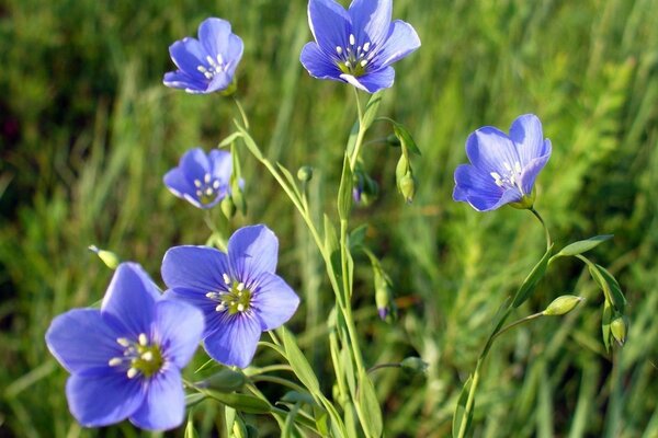 Krski de printemps. Fleurs violettes