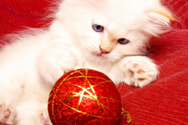 Zarte Katze mit Christbaumschmuck