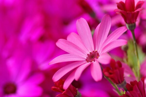 Çok güzel parlak pembe çiçekler