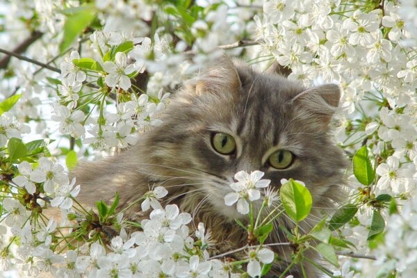 Fluffy cat among white flowers