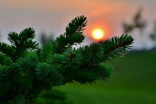 Fir branch sun sunset