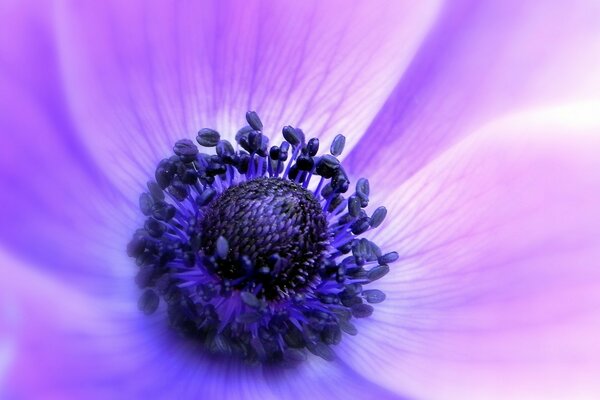 Fleur pourpre avec bourgeon ouvert