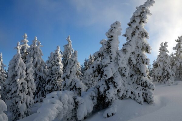 A frosty winter morning in a snowy forest