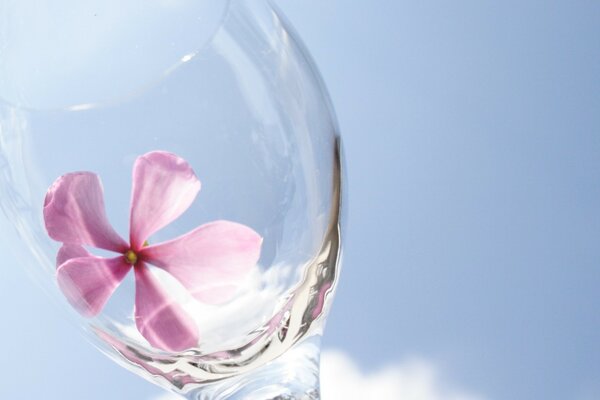 A delicate flower in an empty glass