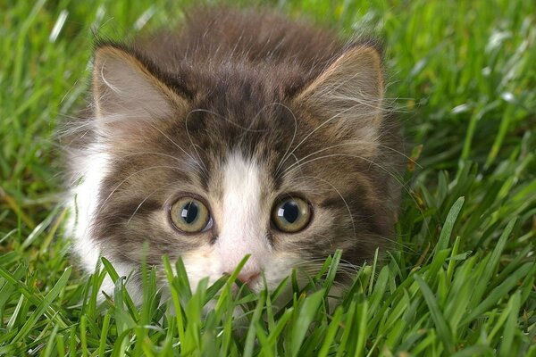 Eine flauschige Katze versteckt sich im Gras