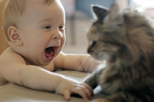 一个小的孩子玩一只猫