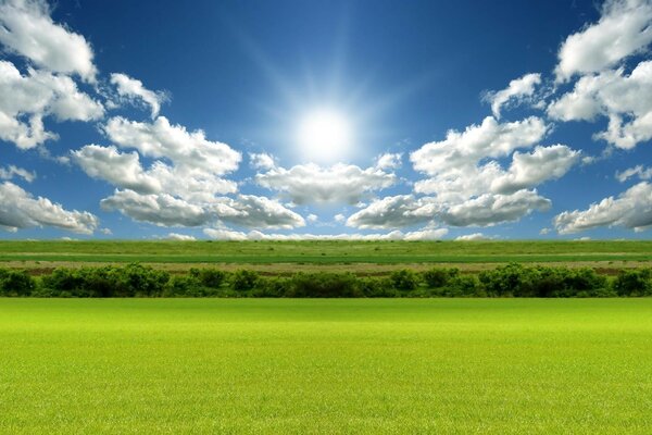 An endless green meadow turning into a forest near the horizon