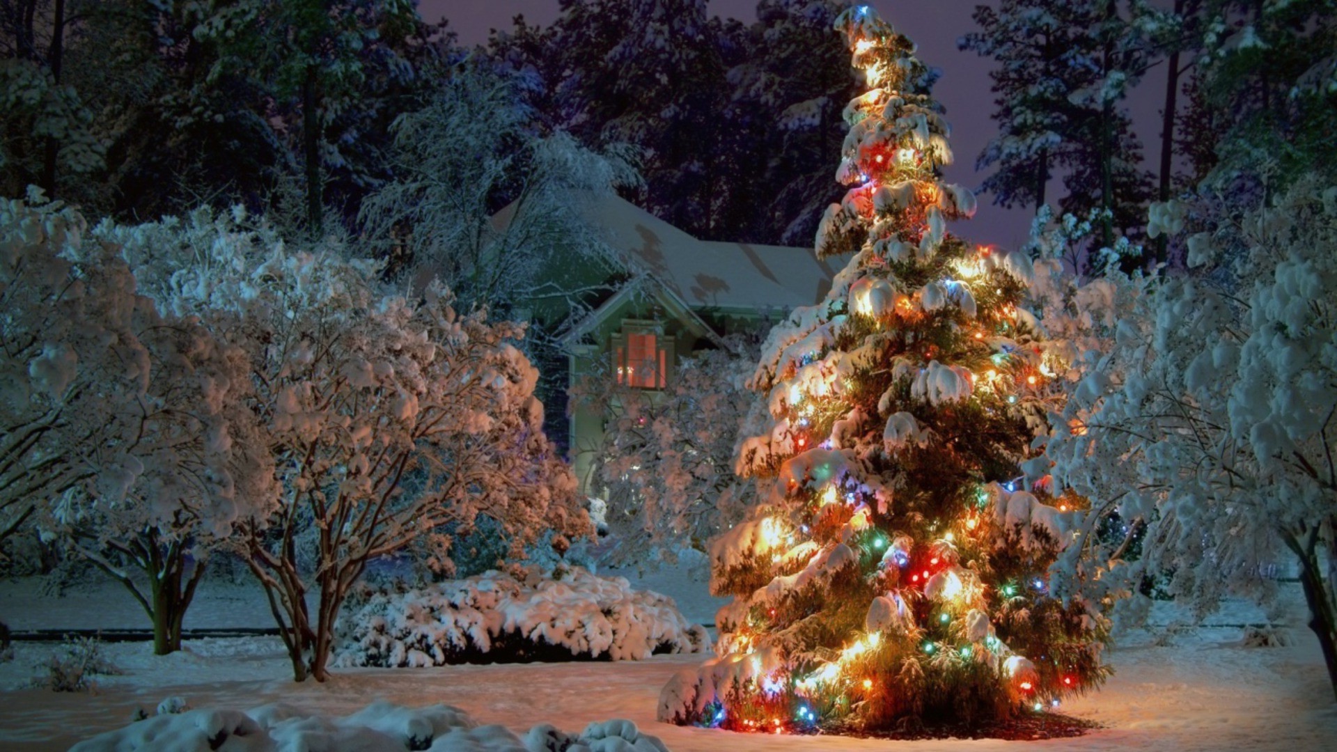 nuovo anno inverno albero neve all aperto viaggi paesaggio natura natale legno