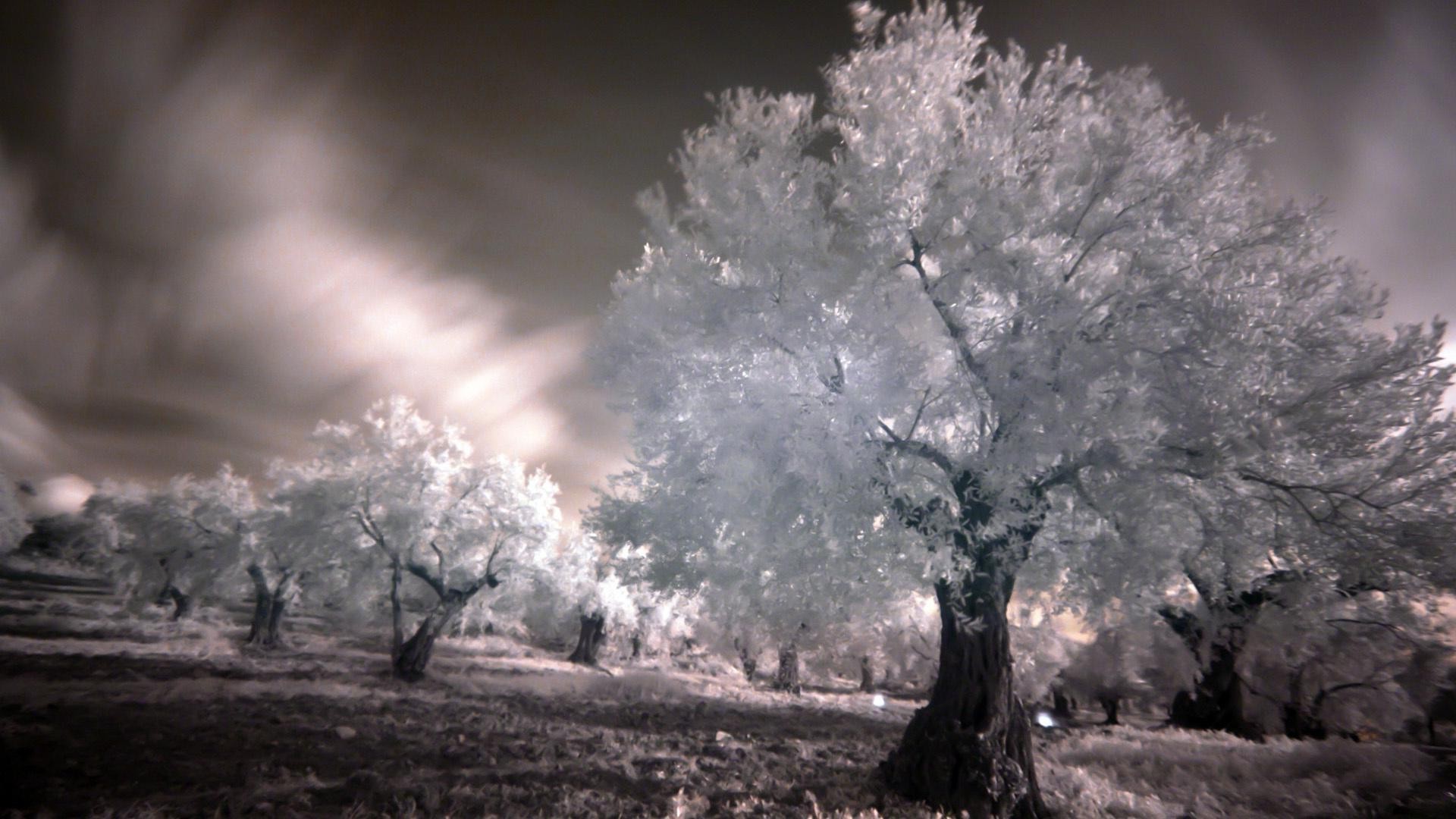 paysage arbre paysage neige hiver météo brouillard bois nature infrarouge gel froid brouillard à l extérieur