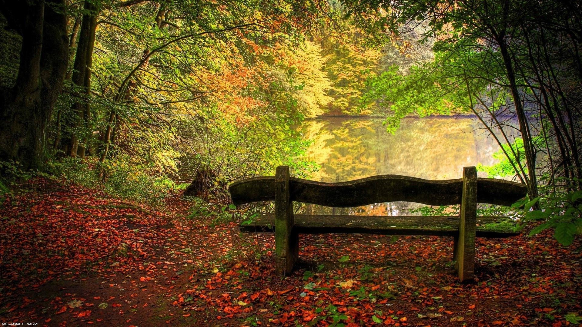 forest wood fall tree leaf park nature bench landscape light season maple scenic daylight garden