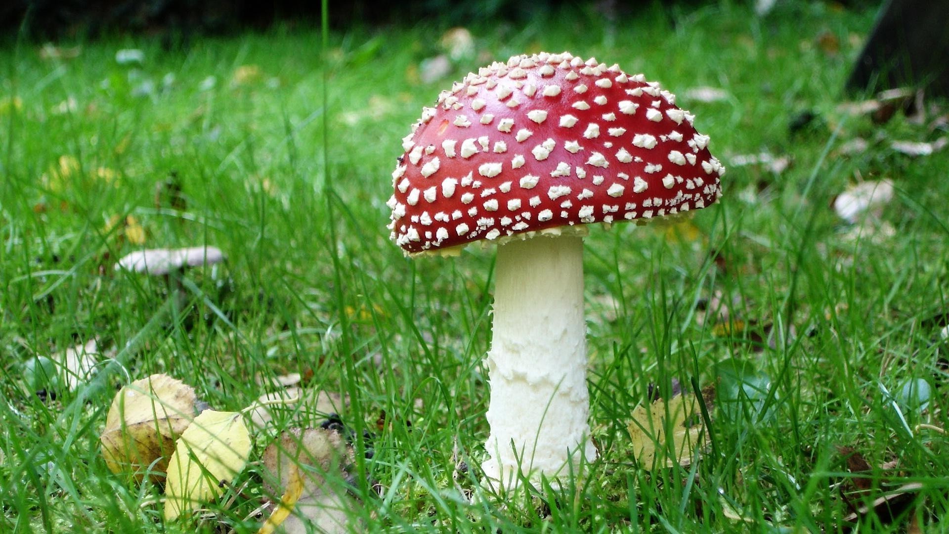 mushrooms grass mushroom nature fungus fall outdoors season wild toadstool summer leaf wood toxic ground close-up flora growth hayfield