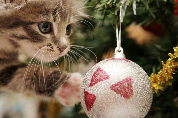 A kitten playing with a Christmas tree toy