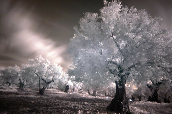 Paisaje de árboles de invierno chic