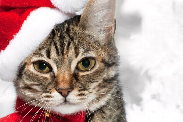 The cat in the Santa Claus hat