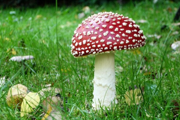 Beautiful fly agaric on the green grass