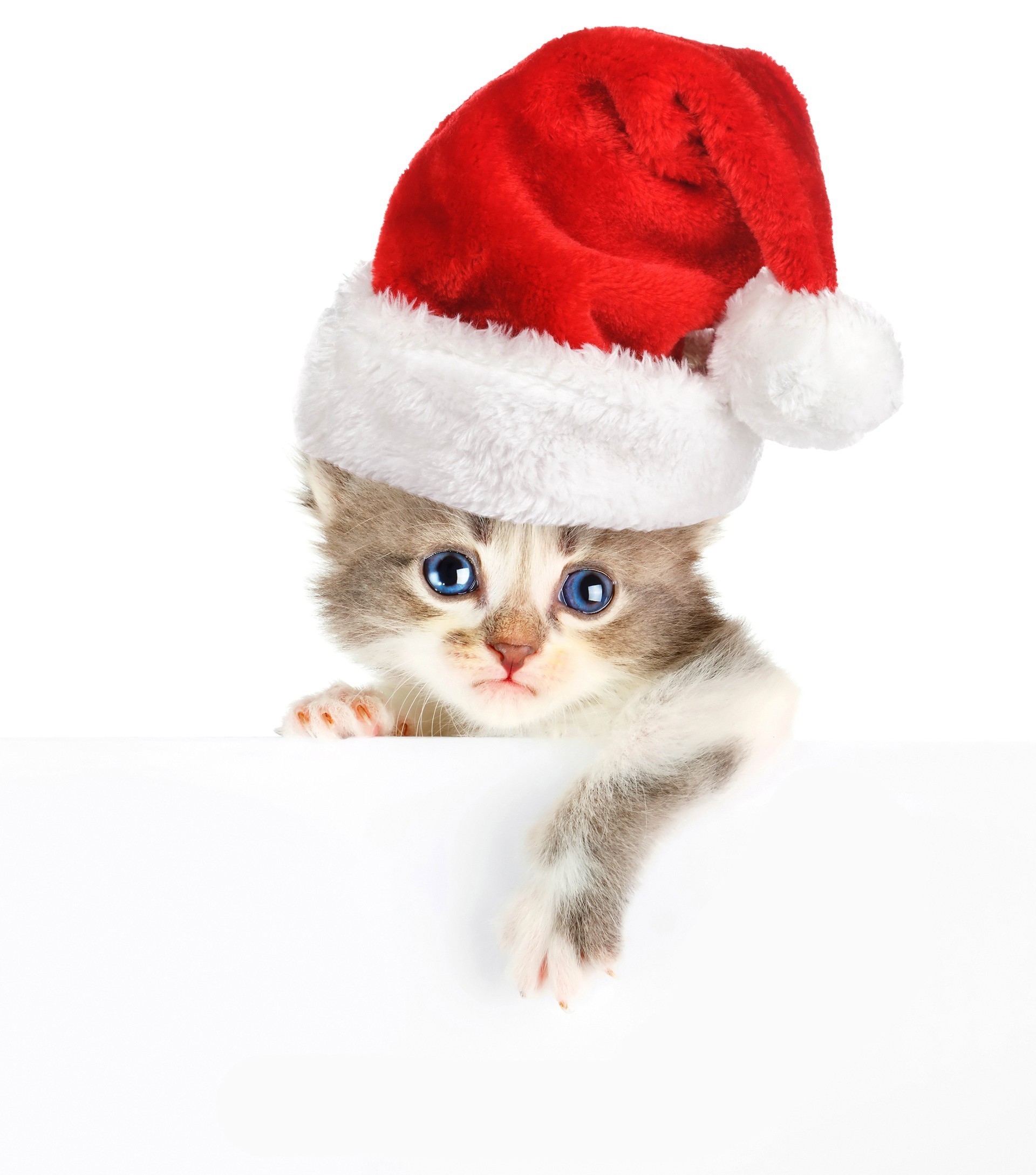 chats fourrure noël hiver mignon drôle vers le bas peu isolé couverture cadeau couverture jeune vacances curiosité enfant adorable aperçu un merry plaisir