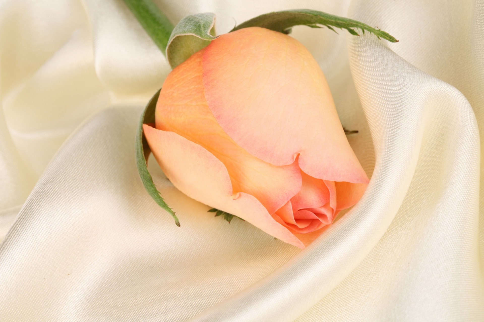 rose flower wedding love romance elegant