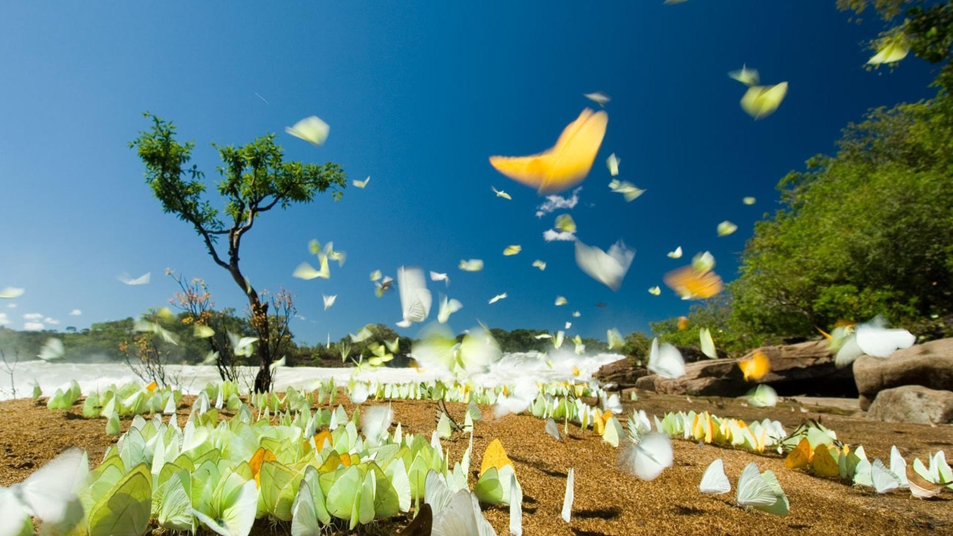 animais natureza ao ar livre árvore jardim verão flora céu paisagem flor viagem grama