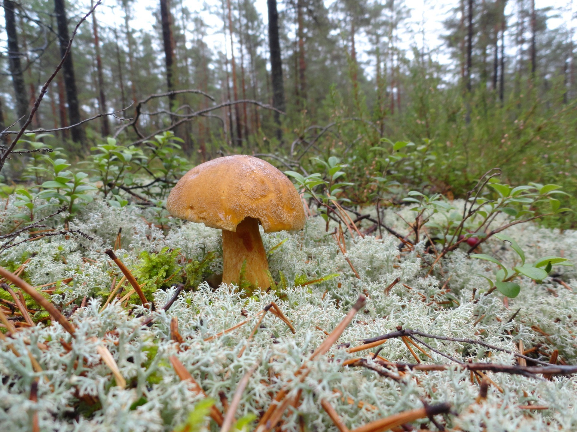 champignons champignon champignon automne bois nature saison mousse à l extérieur borovik feuille alimentaire flore couverture arbre sauvage herbe comestible été environnement