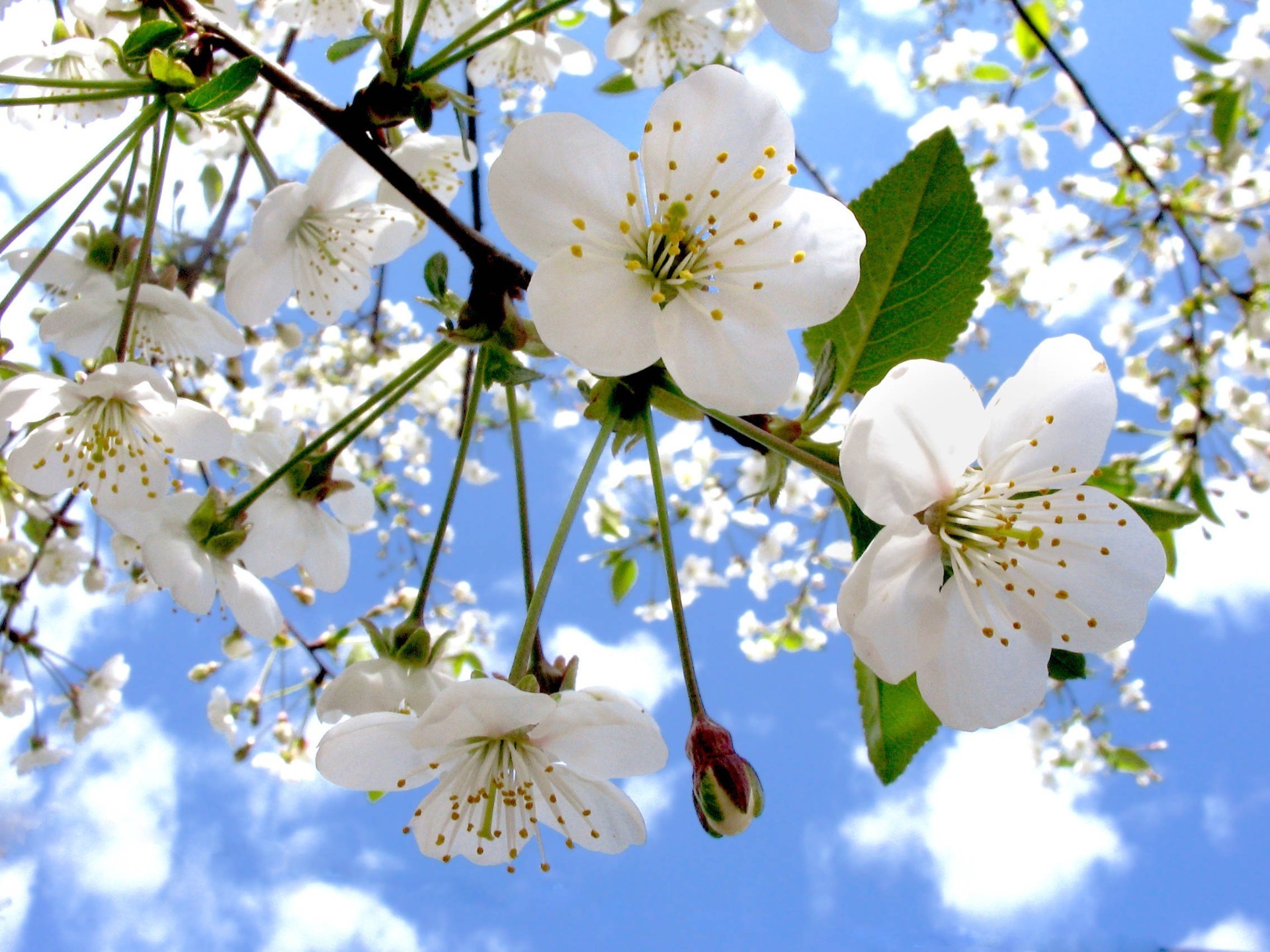 spring flower cherry branch nature flora tree blooming season apple garden petal bud leaf floral growth summer plum beautiful bright close-up