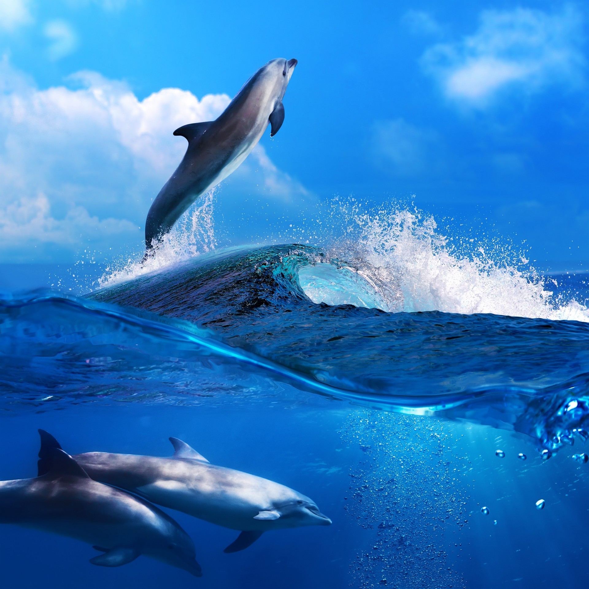 animals blower dolphin underwater whale shark water swimming ocean fish fin sea diving wildlife mammal travel nature aquarium outdoors marine