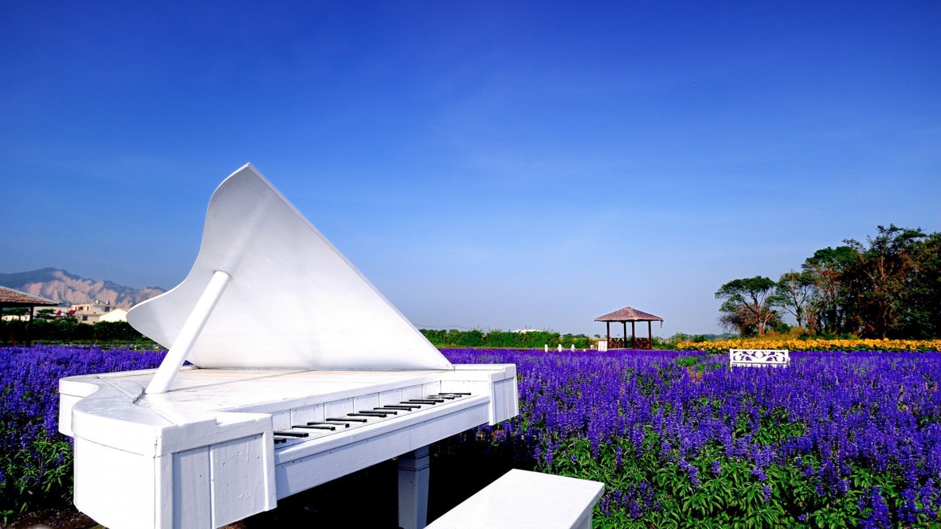 instruments de musique été ciel nature à l extérieur fleur voyage