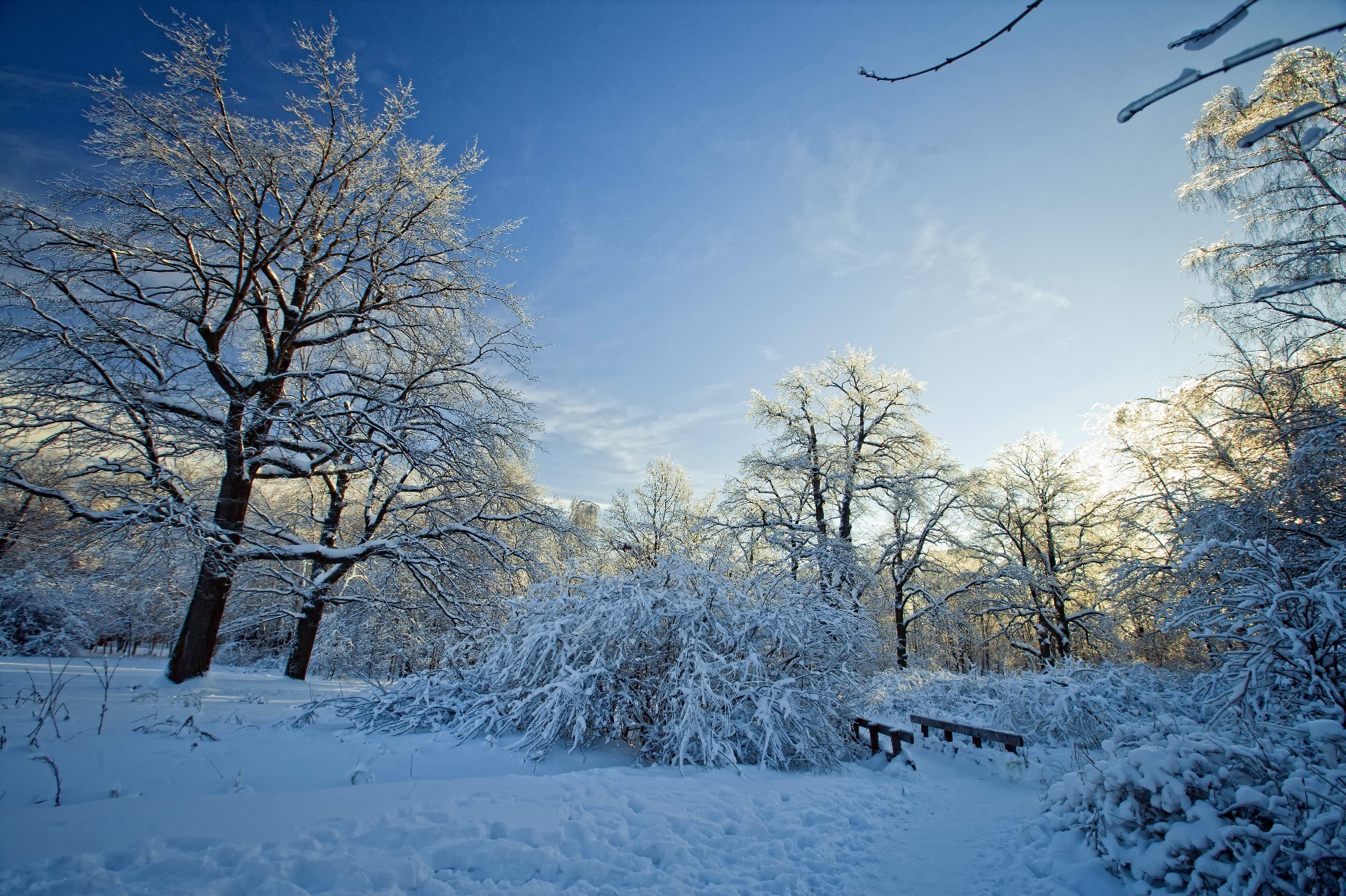 hiver neige gel froid arbre congelé bois paysage glace météo saison branche neige-blanc scénique givré nature beau temps glacial scène