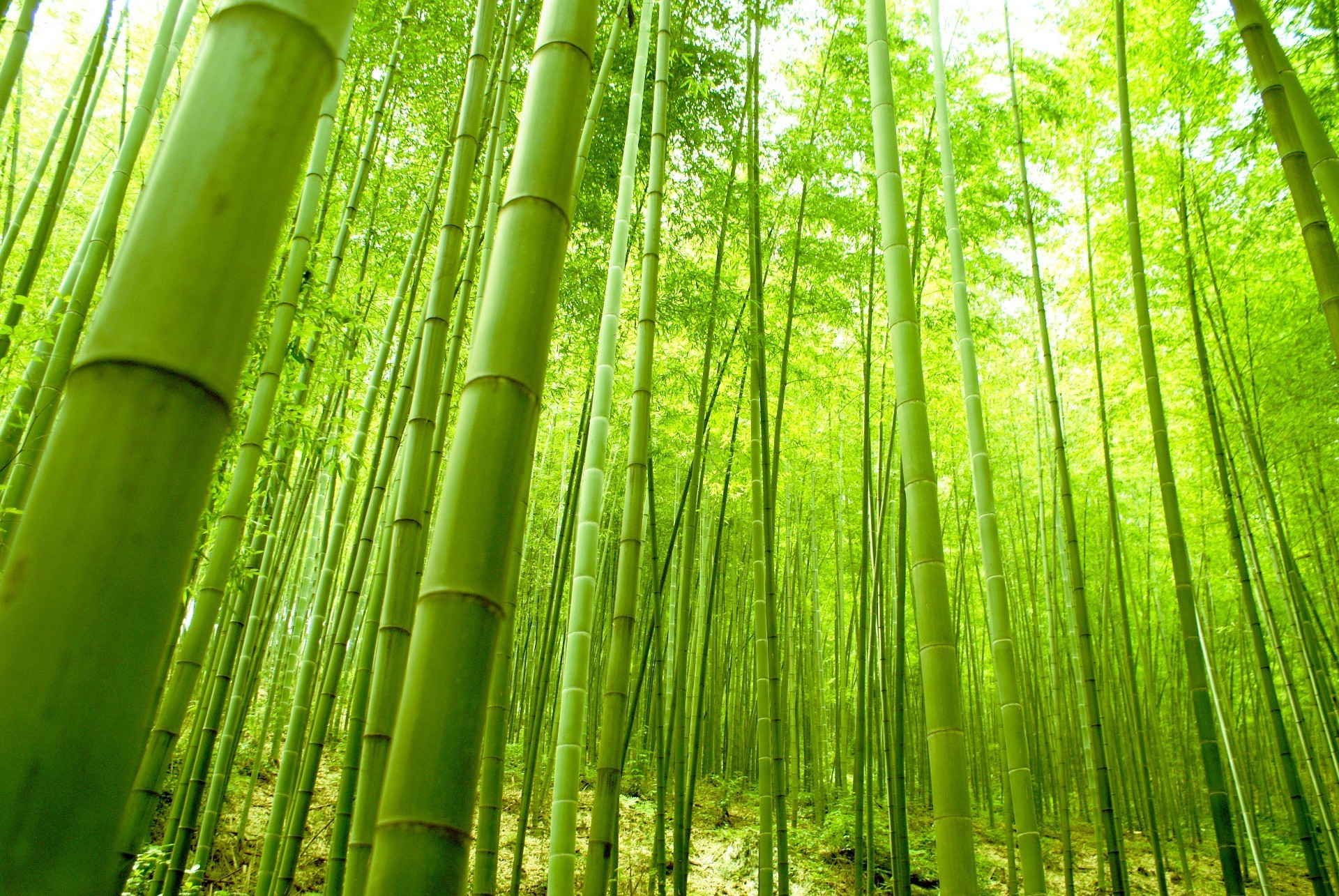 夏天 竹子 叶子 郁郁葱葱 禅宗 自然 生长 植物群 木材 果壳 热带 桌面 环境 生态 丛林 花园 树木 纹理 明亮