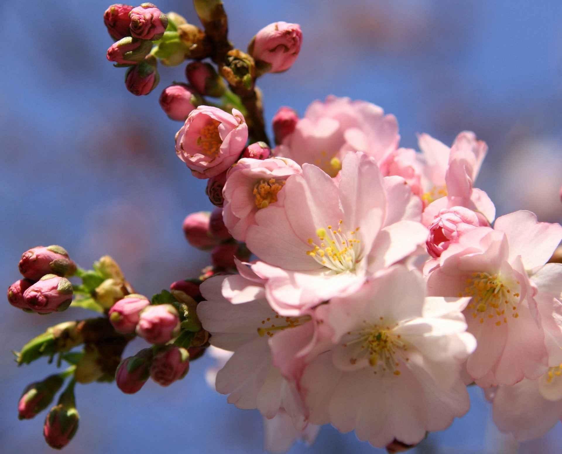 printemps fleur cerise nature branche arbre flore pomme feuille copain prune pâques jardin bosquet abricot croissance bluming pétale lumineux délicat