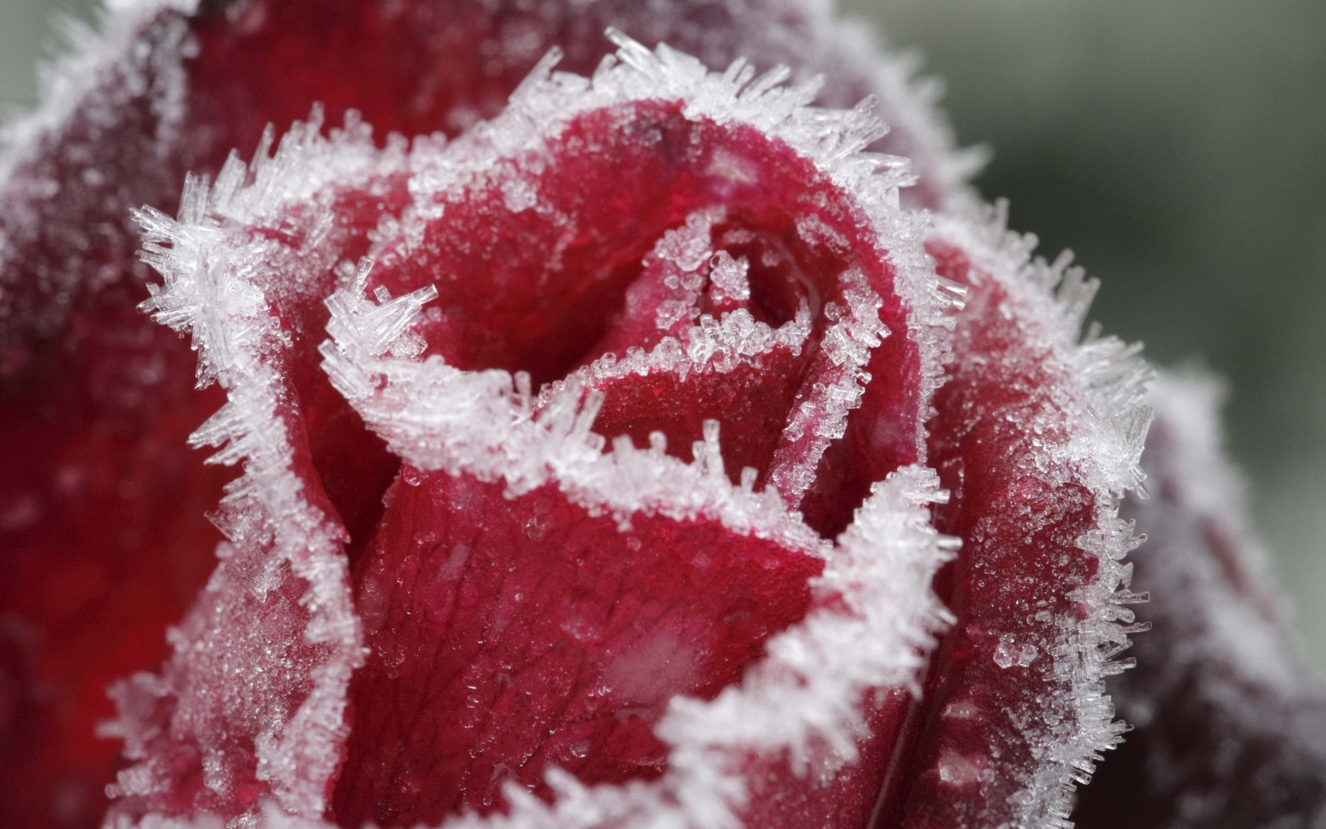 rose nature winter frost outdoors ice snow drop bright christmas leaf water summer wet