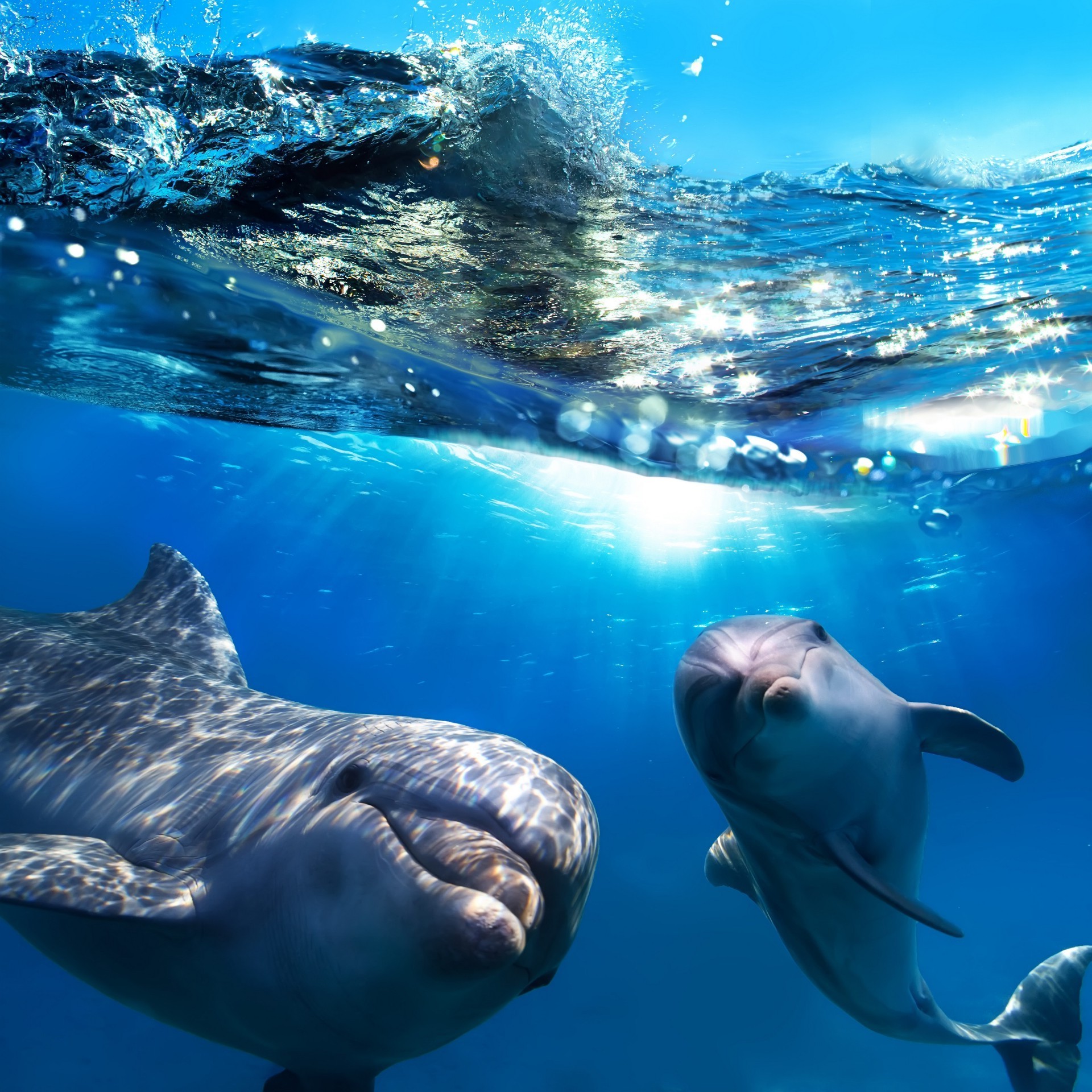 动物 水下 鼓风机 游泳 海豚 鲸鱼 水 鱼 海洋 潜水 海洋 鲨鱼 水族馆 海洋 鳍 野生动物 水生