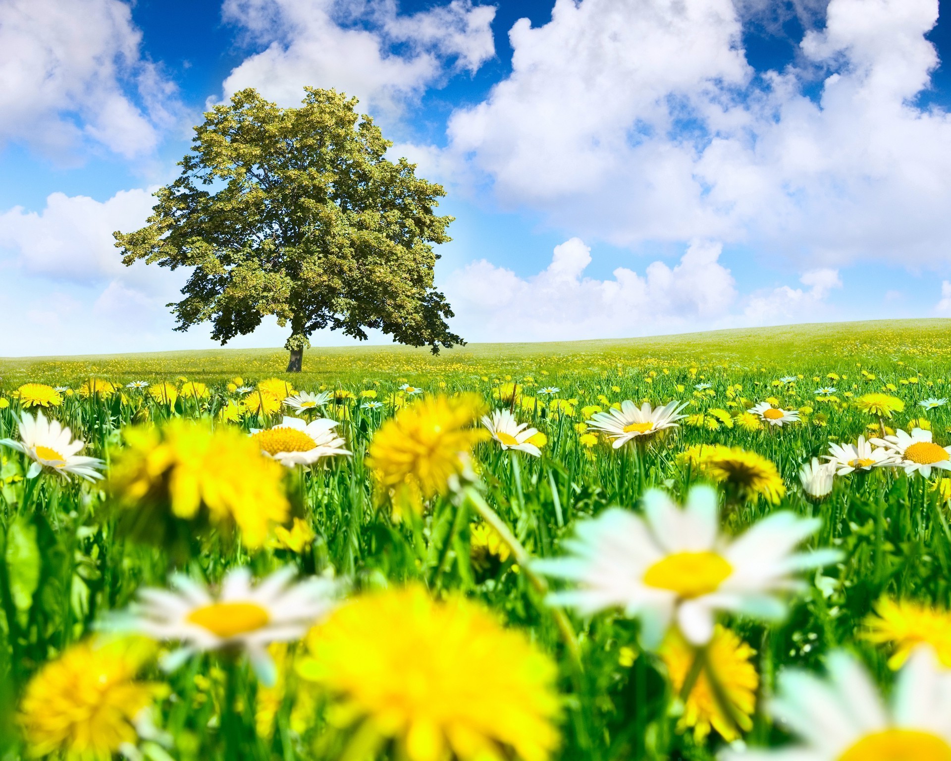 campos prados y valles campo naturaleza verano hierba rural heno sol flor manzanilla crecimiento buen tiempo flora brillante césped soleado pasto temporada jardín país