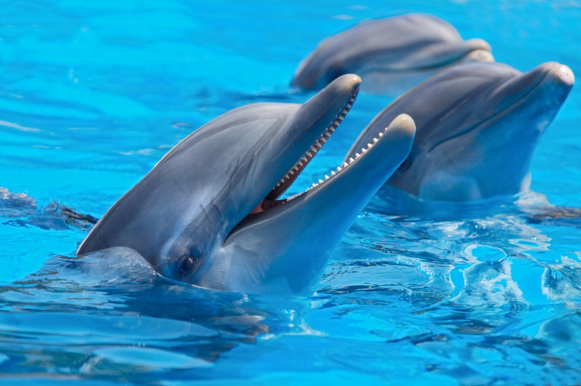 animals swimming dolphin underwater water blower fish sea ocean wildlife whale fin diving aquarium