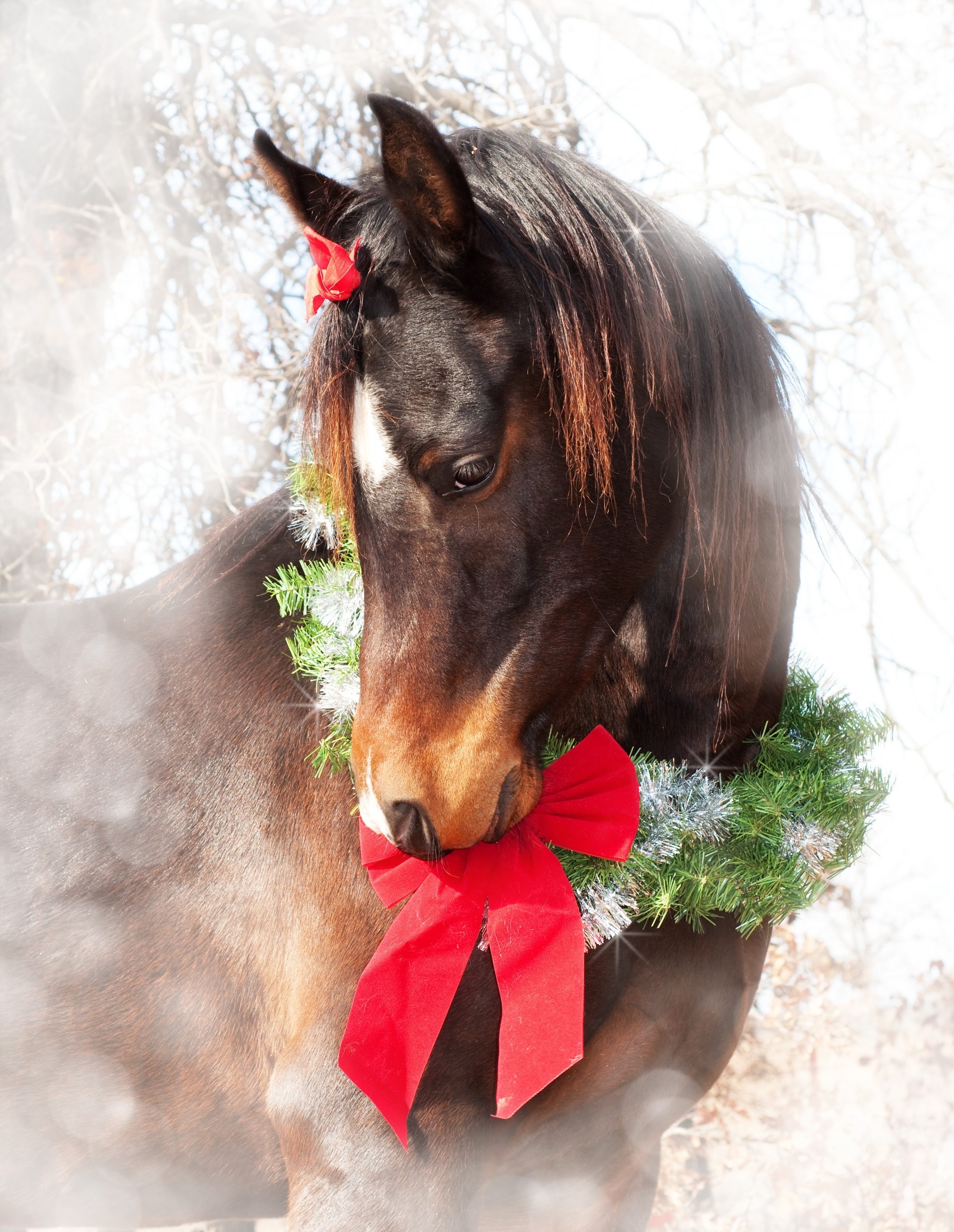 horses cute mammal outdoors portrait animal nature fur one looking grass