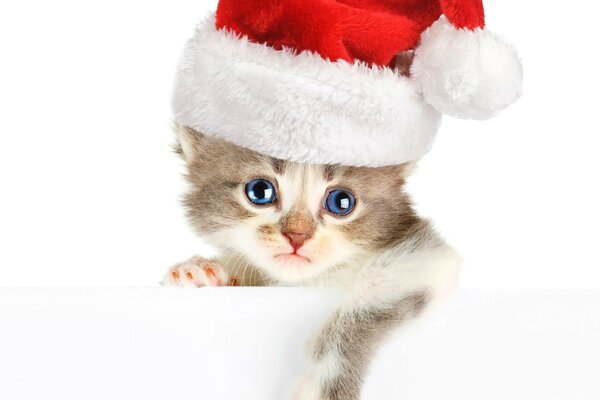 Chaton mignon dans un chapeau de Noël