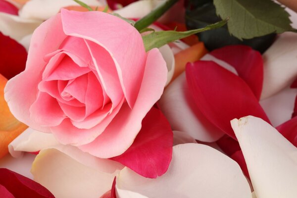 A pink rose lies on the petals of flowers