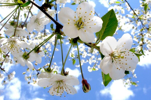 Fleurs de cerisier blanc