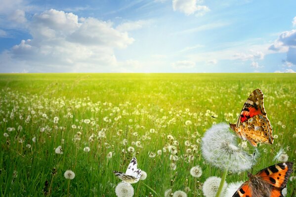 Butterflies on fluffy dandelions in the field