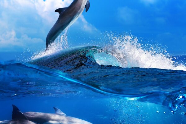 Jumping Dolphin in the ocean waters