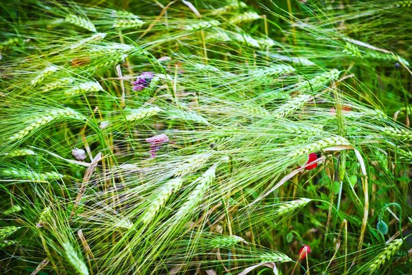 A green field with spikelets. Nature