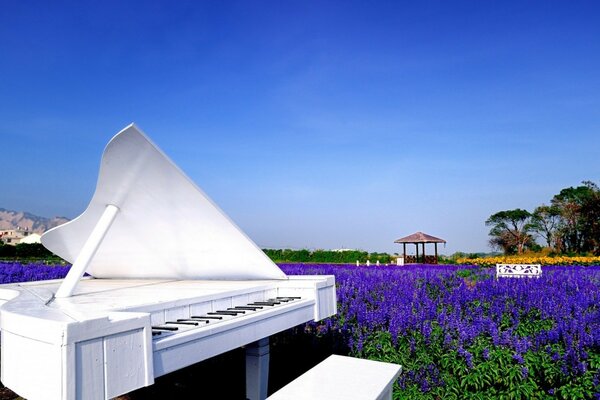 Piano blanc inhabituel dans un champ de fleurs à l extérieur