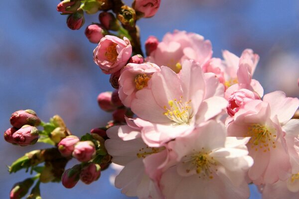 Cherry blossoms bloom on a branch