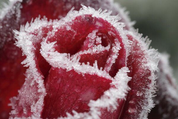 Rose mit Frost bedeckt